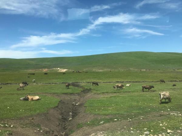 新疆之旅四：喀拉峻大草原