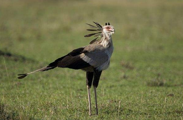 兩種不像猛禽的猛禽，一種雍容華貴，一種小巧玲瓏