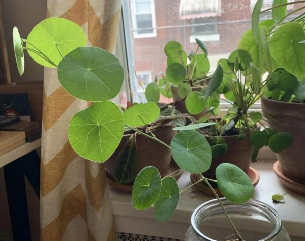 壽命最長的4種花，能活幾十年，可以養成傳家寶