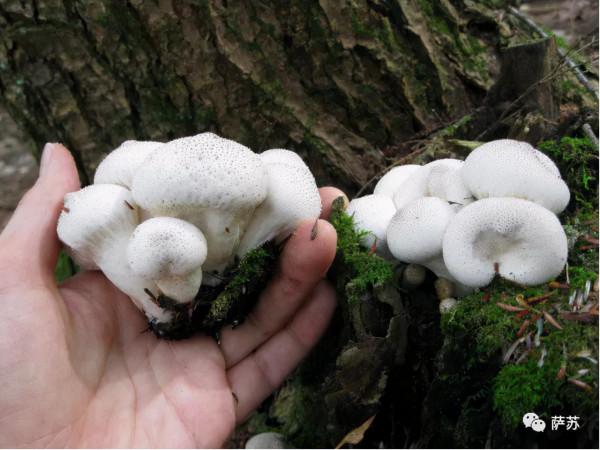 紅傘傘白杆杆，吃完一起躺闆闆：戰鬥民族也愛吃毒蘑菇？