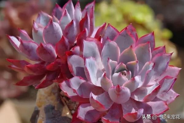 4種漂亮的普貨多肉，容易爆崽成老樁，冬天凍一凍，韻味十足