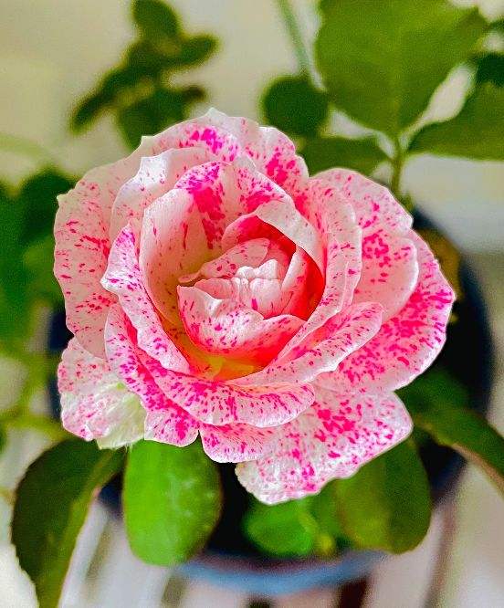 初春養花，選4種開花多的，陽臺變花海