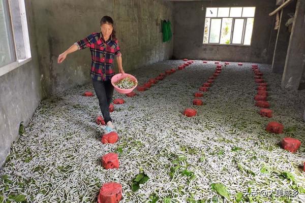 山村村民建漂亮別墅，1月收入2萬多，看忙成啥樣