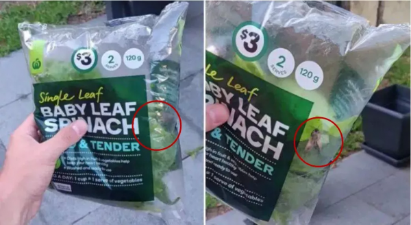 華人小心!最近澳洲超市的葡萄可能致命,吃前必須仔細檢查 華人小心!最近澳洲超市的葡萄可能致命,吃前必須仔細檢查