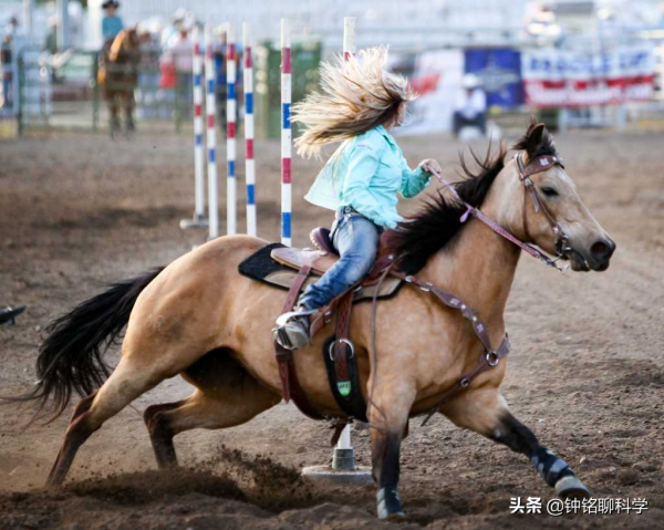 馬蹄鐵釘在馬掌上,馬會疼嗎? 馬蹄鐵釘在馬掌上,馬會疼嗎?
