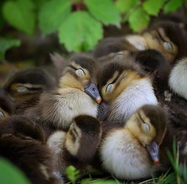 分享——最珍貴罕見的鳥