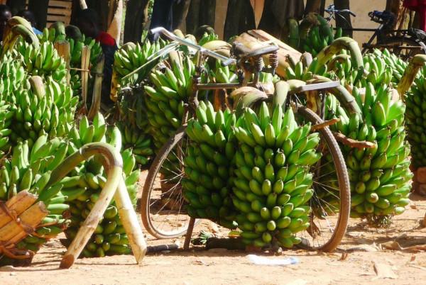 東非明珠烏干達你瞭解多少？