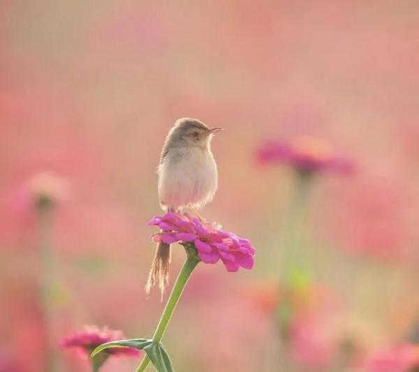 分享圖片：精美絕倫的鳥兒。顏色鮮豔，姿態優美，太招人喜歡了