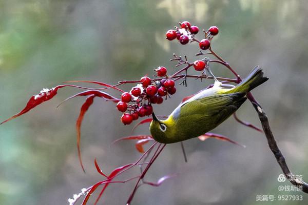 萌萌可愛小精靈——繡眼鳥