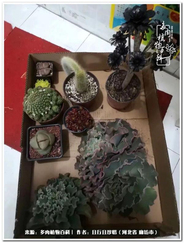 多肉的前世今生——論那些多肉的變化