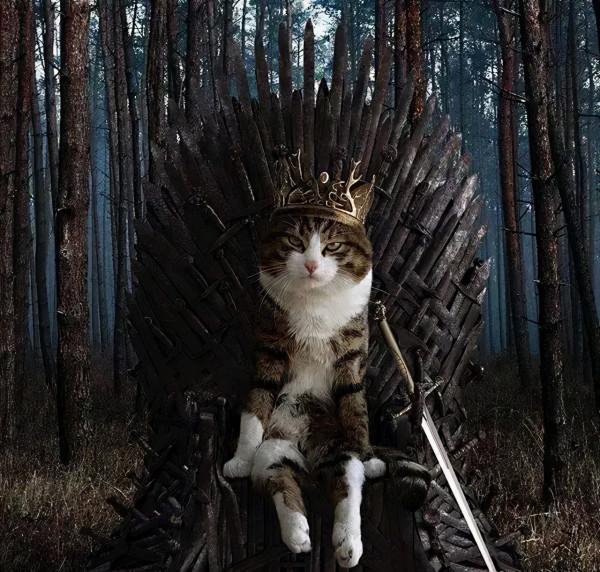 救命!國寶熊貓困在PS裡面了 救命!國寶熊貓困在PS裡面了