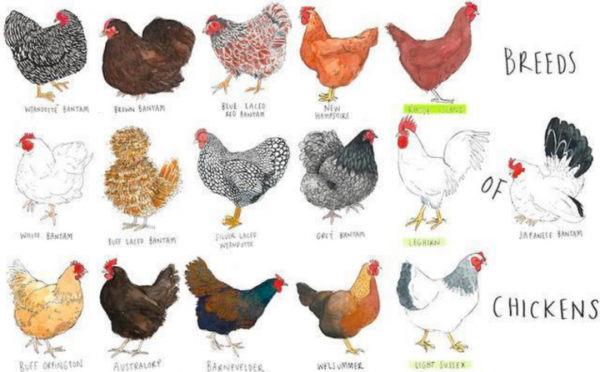 將100只家雞放到荒野中,它們3年後會有什麼變化?原因何在? 將100只家雞放到荒野中,它們3年後會有什麼變化?原因何在?