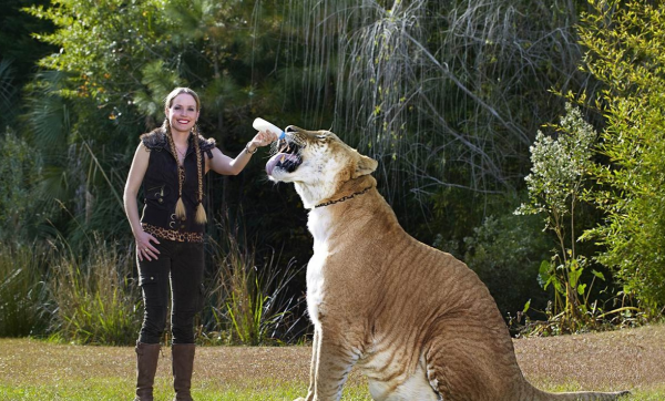 動物園裡一對獅虎情投意合，講述獅虎愛情故事，結果如何？