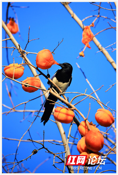 又可以換桌布了,當喜鵲遇到柿子,居然輕鬆解鎖好運上上籤 又可以換桌布了,當喜鵲遇到柿子,居然輕鬆解鎖好運上上籤