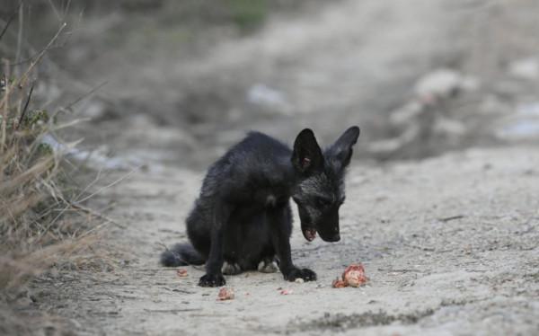 北京妙峰山偶遇“銀狐”,專家表示:或非野生動物 北京妙峰山偶遇“銀狐”,專家表示:或非野生動物