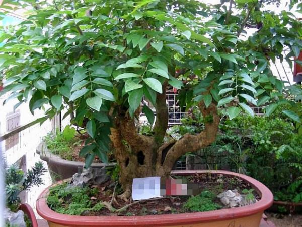 5種樹能當香水瓶，適合擺在客廳，外形優雅上檔次，還能淨化汙氣