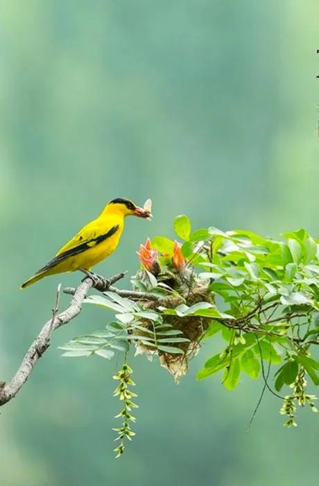 不同種類的“鳥媽媽”有一樣的愛