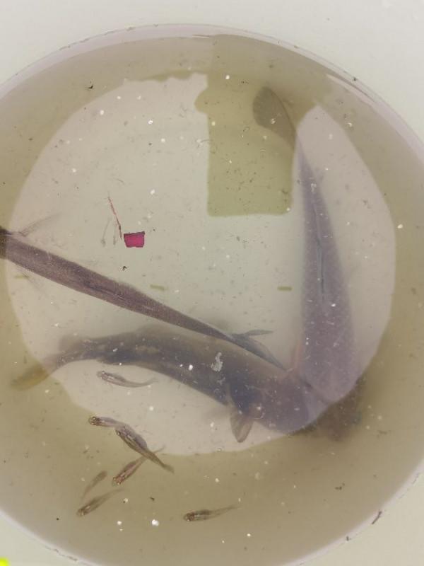 小河溝黃辣丁“暴發”!老大爺釣到一條大黃辣丁!感嘆變化了 小河溝黃辣丁“暴發”!老大爺釣到一條大黃辣丁!感嘆變化了