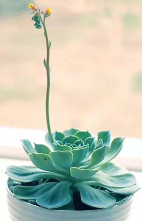 美好的生活，美麗的多肉