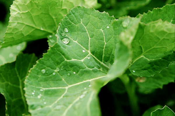 三種蔬菜不能餵雞，不是生病，就是死亡