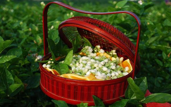 5種“女人花”,吃好又好聞,摘葉子花朵泡茶煲湯,養出嬌嫩容顏 5種“女人花”,吃好又好聞,摘葉子花朵泡茶煲湯,養出嬌嫩容顏