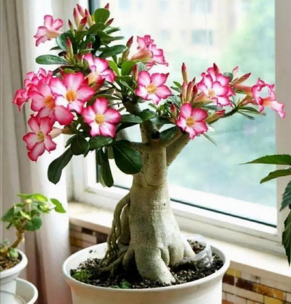 “窮養”5種花，用小花盆栽種，多曬少管更利於生長，又美又值錢