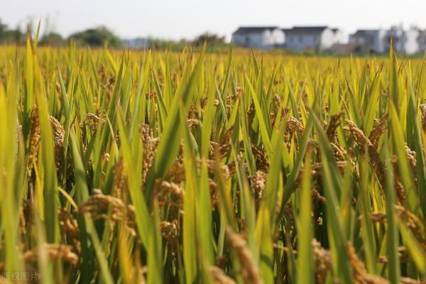 八月十三天氣很關鍵，“有詹無詹，就看八月十三”，是什麼意思？