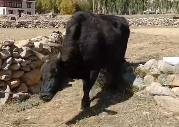 雜交動物：只看外貌，你能看出來這些動物的父母是誰嗎？