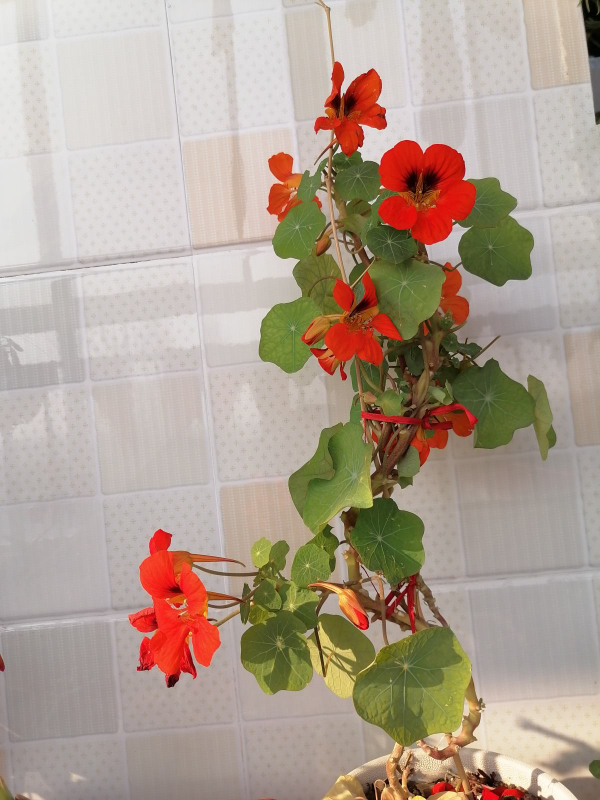 封閉陽臺也能爆花，只要養這7種，比露天養還美