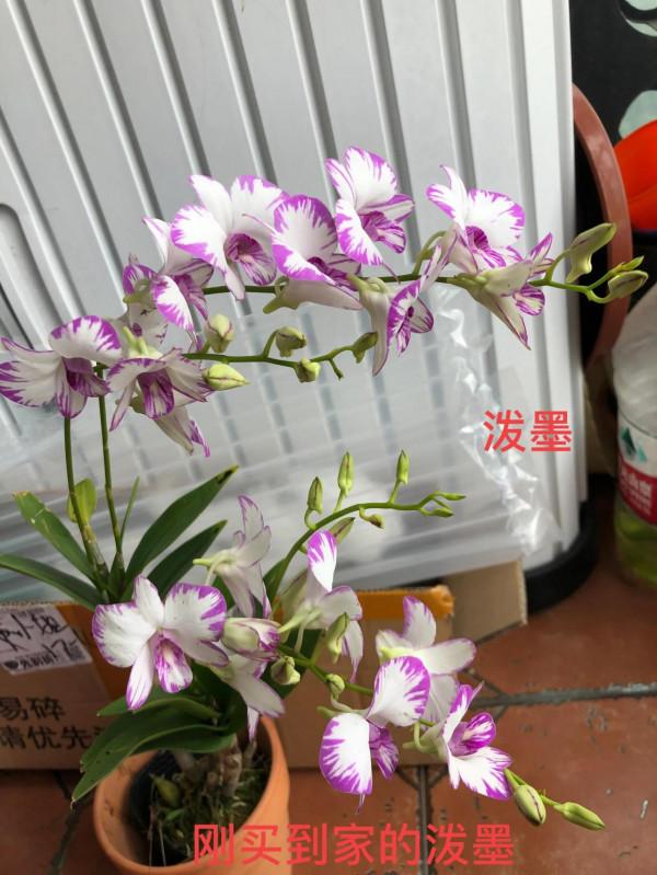 蝴蝶蘭花花 蝴蝶蘭花花