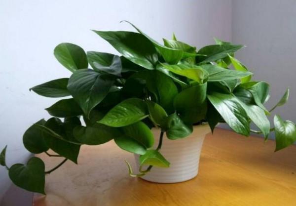 綠蘿長不旺，勤給它澆2種水，葉子油綠，新枝長滿盆