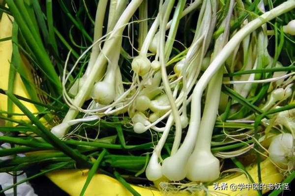 每天學習一味中藥——薤白