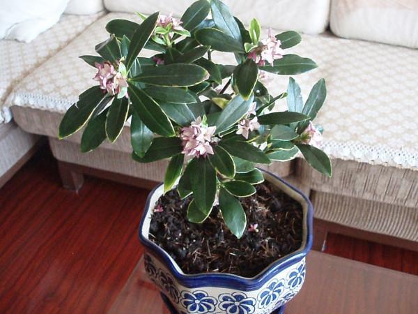 客廳想養“健康花”,建議從這12種裡面選,不僅養人,還大氣吉祥 客廳想養“健康花”,建議從這12種裡面選,不僅養人,還大氣吉祥