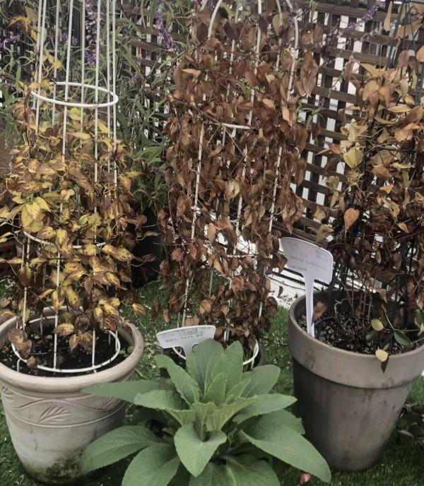 6種“硬氣花”，冬天趕緊“扔出去”，凍一凍才壯，開花更勁爆