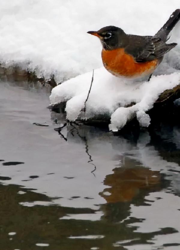 雪中的小鳥欣賞