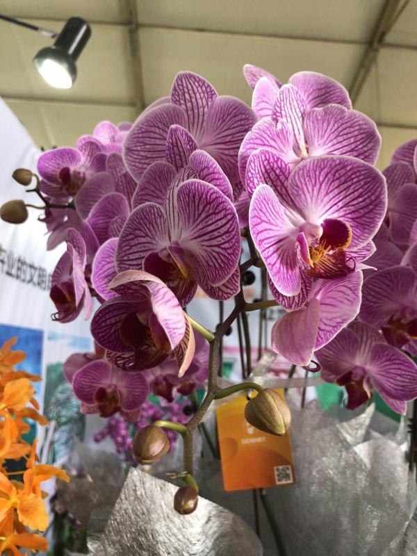 蝴蝶蘭長勢不旺?正確的澆水方法,你瞭解嗎? 蝴蝶蘭長勢不旺?正確的澆水方法,你瞭解嗎?