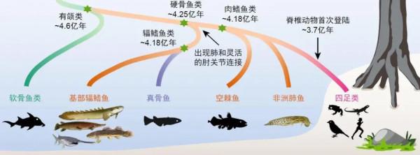 脊椎動物崛起，目標征服陸地——泥盆紀