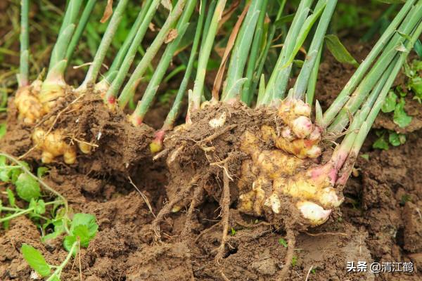 生薑種子窖藏:不凍不腐保溫保溼,翌年播種發芽率95%以上 生薑種子窖藏:不凍不腐保溫保溼,翌年播種發芽率95%以上