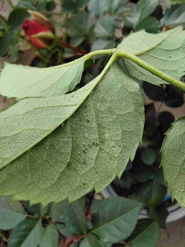 自制養花殺蟲水，方便安全，養花特乾淨