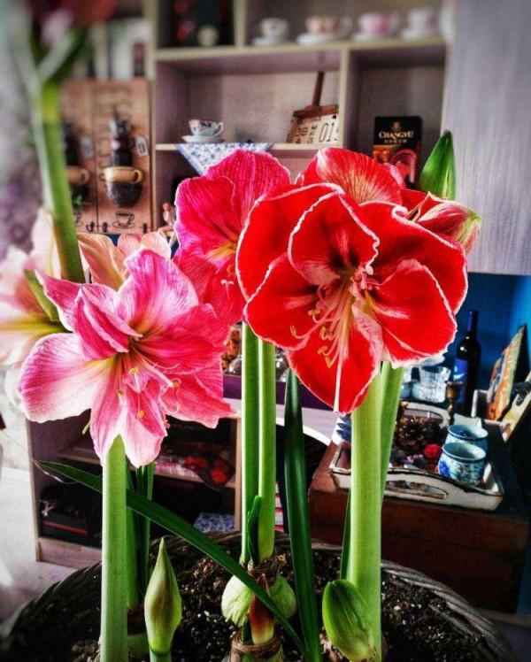 喜歡“小盆”的12種花，幹養多曬，擠著養，枝葉翠綠花大如碗