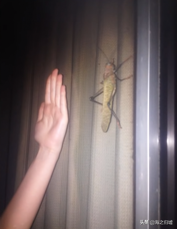 28張關於動物的對比照片,看完又漲知識了 28張關於動物的對比照片,看完又漲知識了