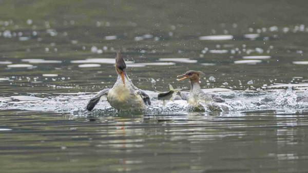 婺源樂安江上的中華秋沙鴨（2021.12.9）