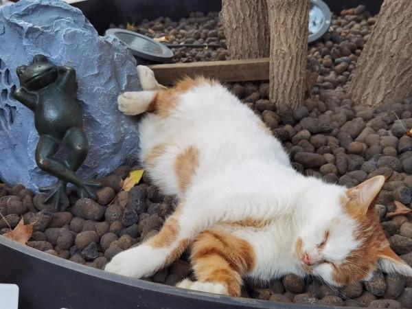 樂遊北京 | 迎冬奧盛會，模式口歷史文化街區、北京冬奧公園現已開放！