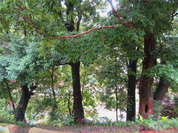 走進中國傳統村落廣東省梅州市梅縣橋溪村 走進中國傳統村落廣東省梅州市梅縣橋溪村