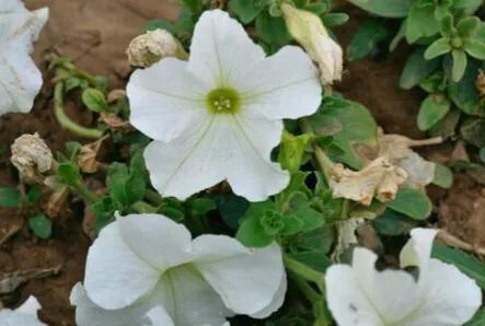 花壇皇后矮牽牛，五彩斑斕飲露秋