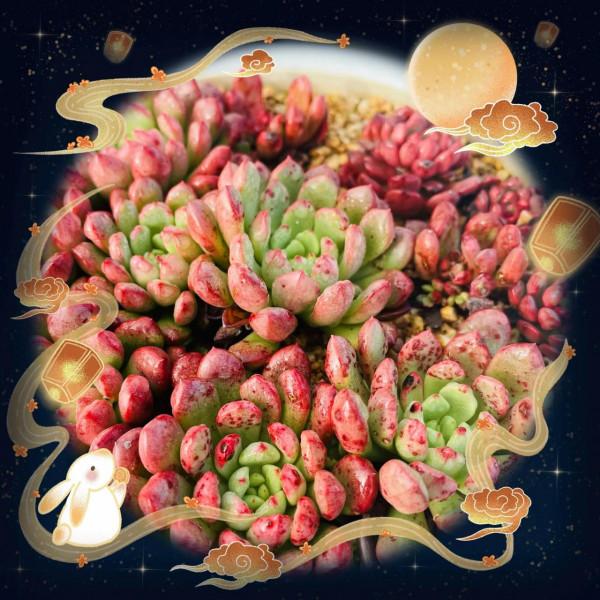 空中花園成就了我的夢想