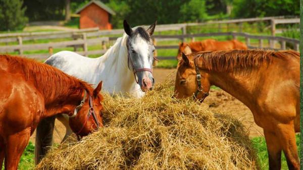 盤點被美國禁止的16種食物，原來這些美食被禁的原因是這個