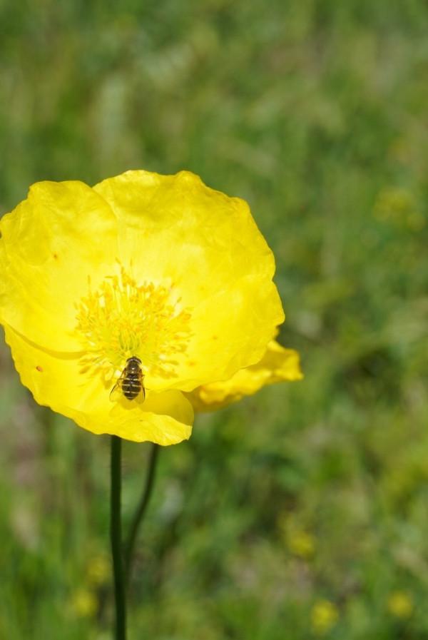 又是一年草原好時節，自駕承德千松壩森林公園