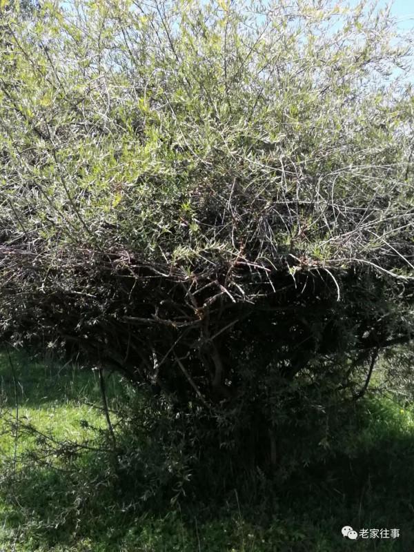 永不消失的大坡 永不消失的大坡