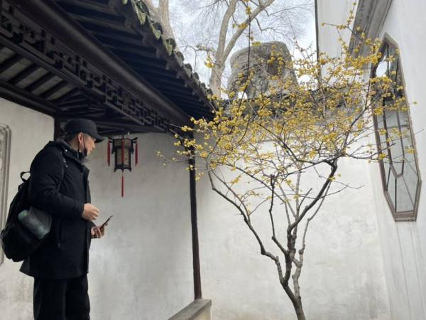梅花香如故，蘇城這些賞梅好去處可以安排了